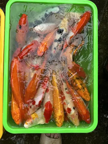 Nông Trại Koi Quốc Huy – Trại Cá Koi Đà Nẵng Uy Tín