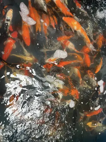 Koi Service Đà Nẵng – Địa Chỉ Uy Tín Cung Cấp Cá Koi F1