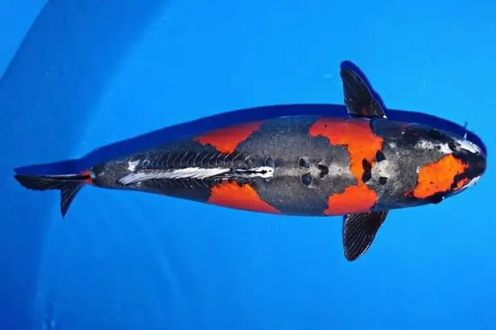 Cá Koi Da Trơn Là Gì? Những Điều Cần Biết Và Cách Chăm Sóc