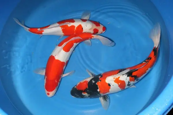 Cá Koi Da Trơn Là Gì? Những Điều Cần Biết Và Cách Chăm Sóc