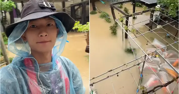 Tin Tức Mới Nhất Về Đàn Cá Koi Vài Trăm Triệu Bị Nước Lũ Cuốn Trôi Ở ...