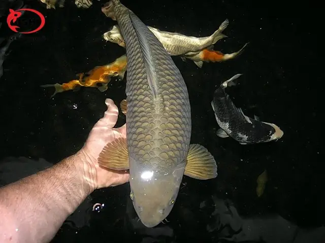 Bí Quyết Chọn Mua Cá Koi Chagoi Dẫn Đàn Chất Lượng