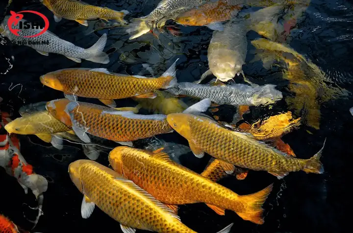 Lịch Sử Ra Đời Của Cá Koi Chagoi