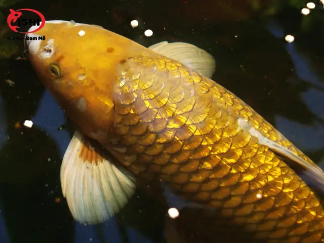 Mua Cá Koi Chagoi Uy Tín Ở Đâu?