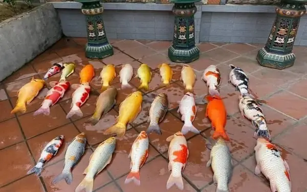 Cá Koi Đắt Nhất Thế Giới Chết: Câu Chuyện Về Một Báu Vật Và Bài Học Bảo Tồn