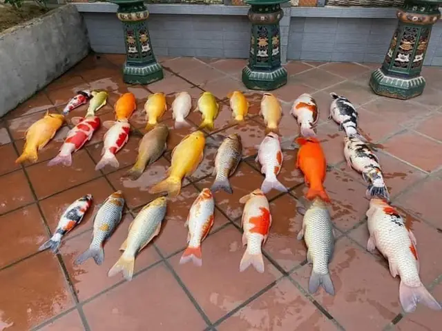 Cá Koi Đắt Nhất Thế Giới Chết: Câu Chuyện Về Một Báu Vật Và Bài Học Bảo Tồn