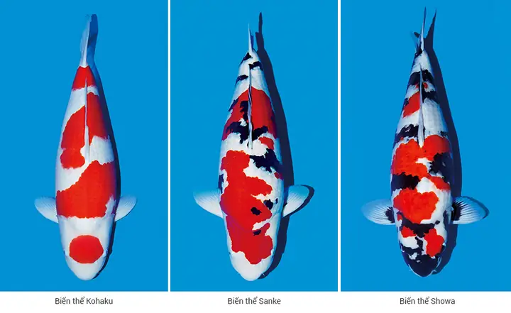 Cá Koi Đầu Đỏ