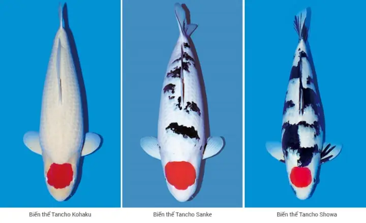 Cá Koi Đầu Đỏ