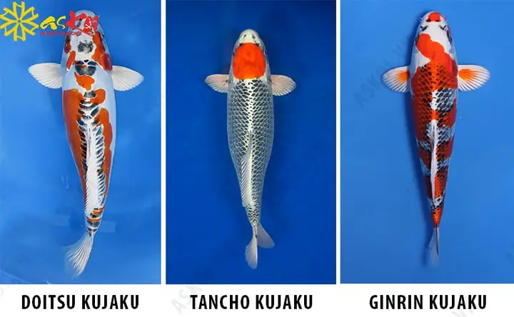 Khái Quát Về Cá Koi Kujaku