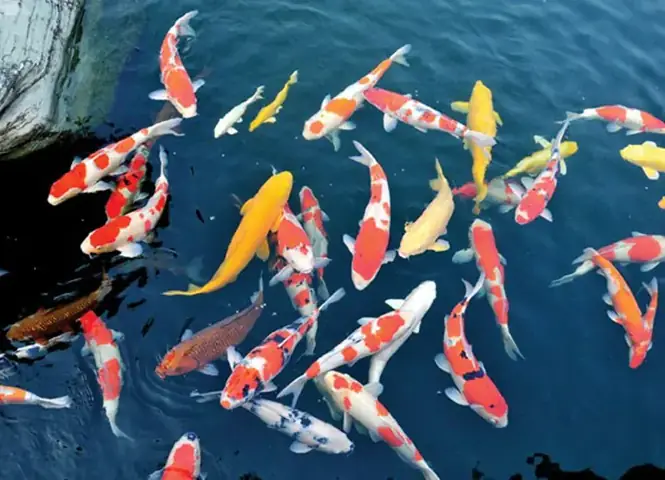 Giá Thành Của Cá Koi