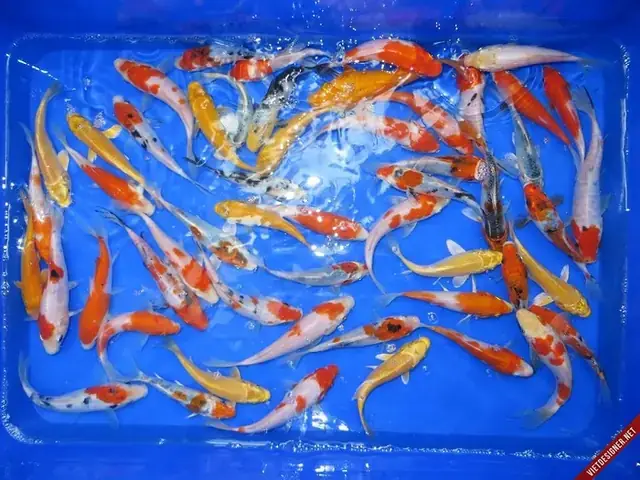 Cá Koi Mini Giá Rẻ Tp.hcm: Kinh Nghiệm Mua Sắm & Chăm Sóc ...