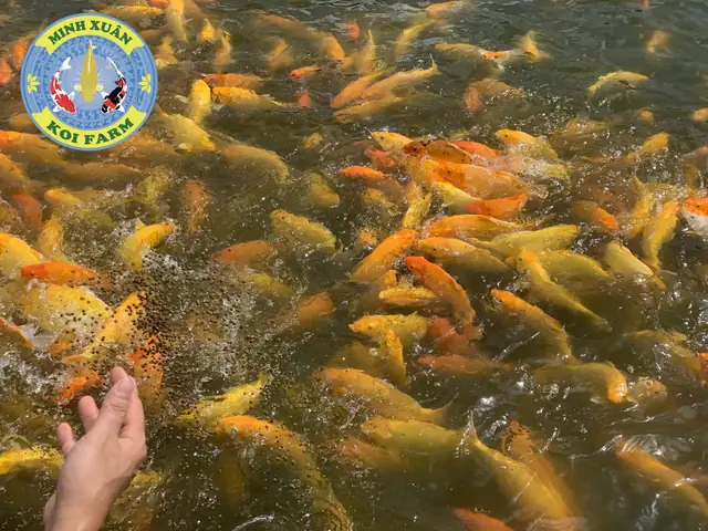 Giá Cá Koi Từ Rẻ Nhất Đến Đắt Nhất Cho Người Mới Chơi - Minh Xuân ...