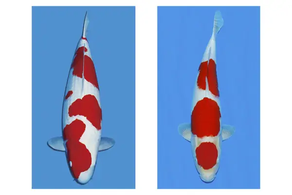 Cá Koi Lai F1: Hiểu Rõ Đặc Điểm Và Cách Nhận Biết Giống Cá Độc Đáo