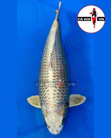 Cá Koi Lai F1: Hiểu Rõ Đặc Điểm Và Cách Nhận Biết Giống Cá Độc Đáo