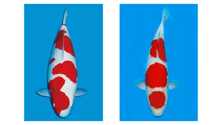 Cá Koi Lai F1: Hiểu Rõ Đặc Điểm Và Cách Nhận Biết Giống Cá Độc Đáo