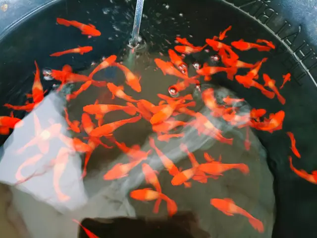 Cá Bảy Màu Guppy Koi Red Cá Bảy Màu Guppy Koi Red