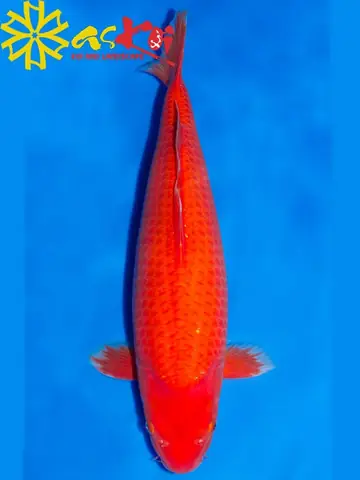 Chọn Mua Cá Chép Koi Benigoi Màu Đỏ Nổi Bật Size 10 - 75cm+ Chọn Mua Cá Chép Koi Benigoi Màu Đỏ Nổi Bật Size 10 - 75cm+