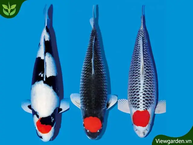 18 Loại Cá Koi Đẹp Và Phổ Biến Được Nhiều Người Yêu Thích Nhất Hiện ... 18 Loại Cá Koi Đẹp Và Phổ Biến Được Nhiều Người Yêu Thích Nhất Hiện ...