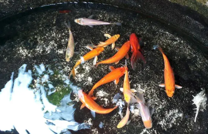 Cá Koi Mini Nuôi Có Lớn Không?