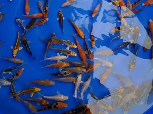 Cá Chép Koi Mini Là Cá Gì?