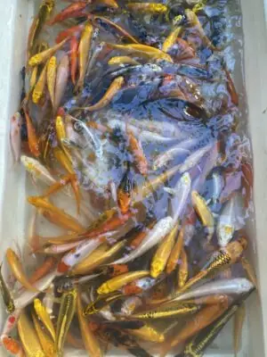 Cá Koi Mini Đà Nẵng: Kinh Nghiệm Mua & Nuôi Cá Cảnh Được Yêu Thích Nhất