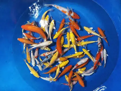 Cá Koi Mini Có Lớn Không?