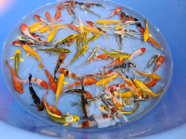 Diện Tích Không Gian Khiêm Tốn