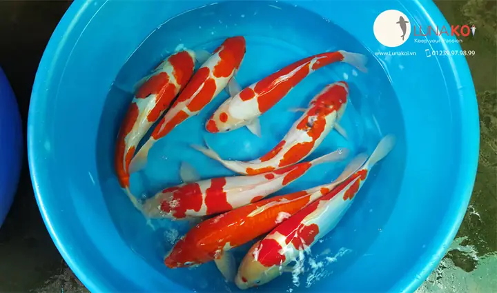 Cá Koi Mini Giá Rẻ Tp.hcm: Kinh Nghiệm Mua Sắm & Chăm Sóc Từ Chuyên Gia