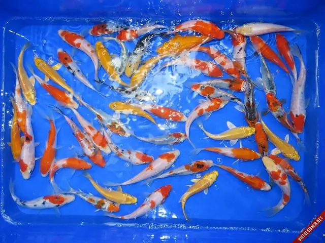 Cá Koi Mini Giá Rẻ Tp.hcm: Kinh Nghiệm Mua Sắm & Chăm Sóc Từ Chuyên Gia