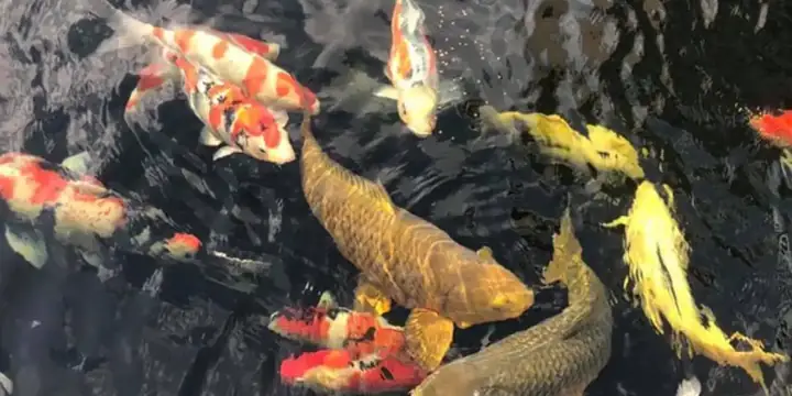 Nên Lắp Đặt Thiết Bị Sưởi Ấm Cho Hồ Cá Koi