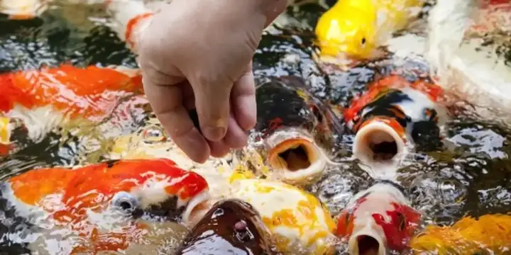 Khả Năng Chuyển Hóa Cơ Thể