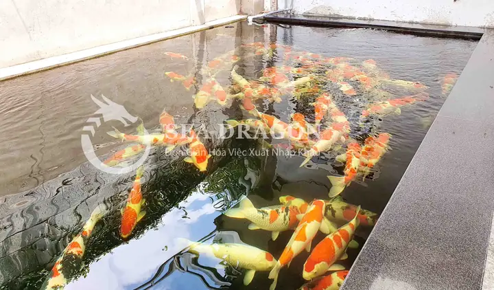 Sau Khi Cá Về Hồ Thì Tiếp Tục Làm Thủ Tục Kiểm Dịch Động Vật Cho Cá Cho Đến Khi Có Kết Quả Cá Đạt Chỉ Tiêu.