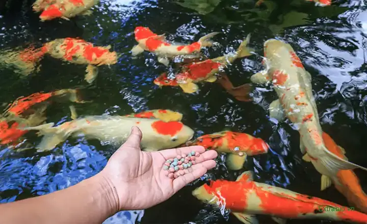 Cho Cá Koi Ăn Ngày Mấy Lần Là Đủ?
