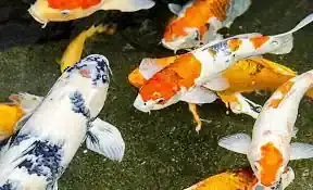 Hệ Sinh Thái Trong Hồ