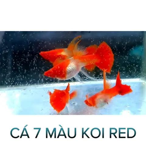 Cá 7 Màu Koi Red- Cá Thủy Sinh- Cá Cảnh Thiên Phước
