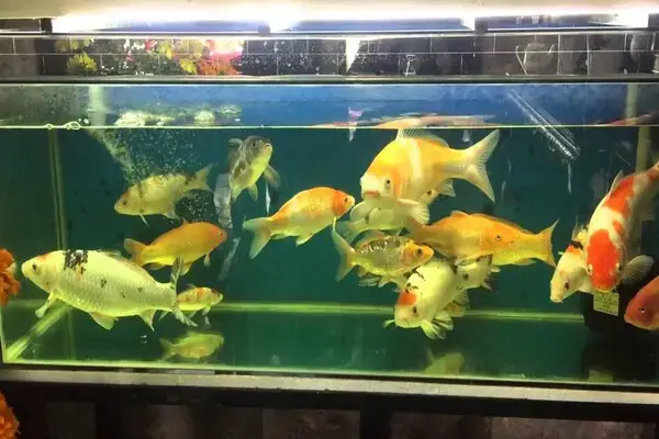 Xung Đột Tiềm Tàng Khi Cá Koi Nuôi Chung Cá Rồng Xung Đột Tiềm Tàng Khi Cá Koi Nuôi Chung Cá Rồng