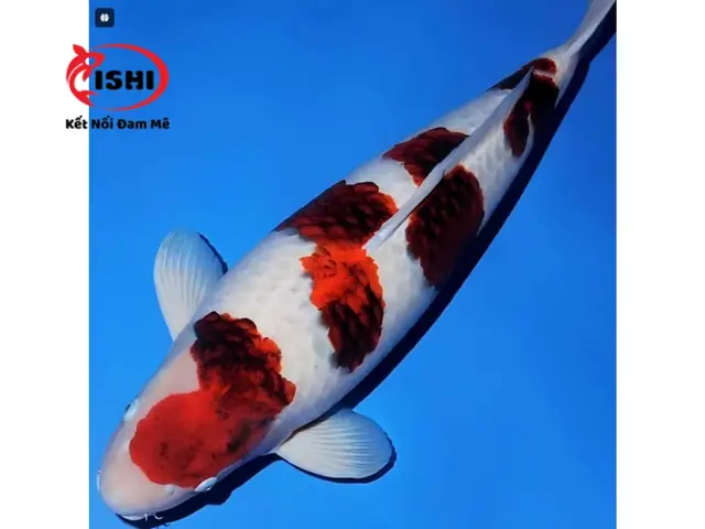 Các Loại Cá Koi Được Cung Cấp Tại Ishikoi Farm: