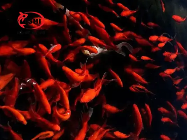 Các Loại Cá Koi Được Cung Cấp Tại Ishikoi Farm: