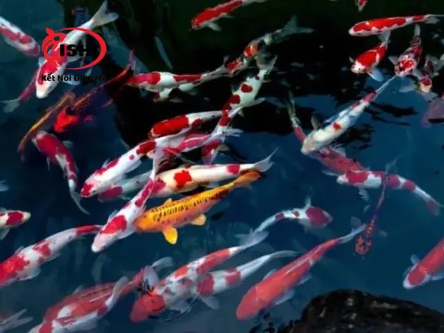 Các Loại Cá Koi Được Cung Cấp Tại Ishikoi Farm: