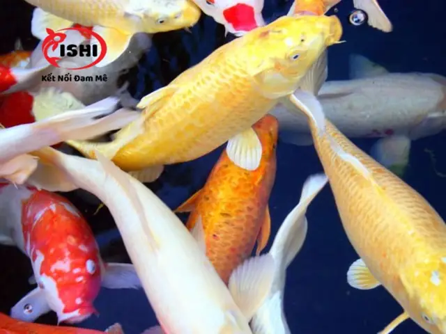 Nhu Cầu Mua Cá Koi Tại Quảng Ngãi: