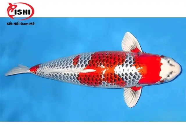 Các Loại Cá Koi Được Cung Cấp Tại Ishikoi Farm: