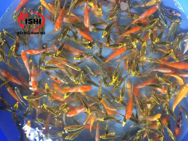 Ưu Điểm Khi Mua Cá Koi Tại Ishikoi Farm: