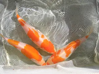 Quy Trình Sinh Sản Của Cá Koi