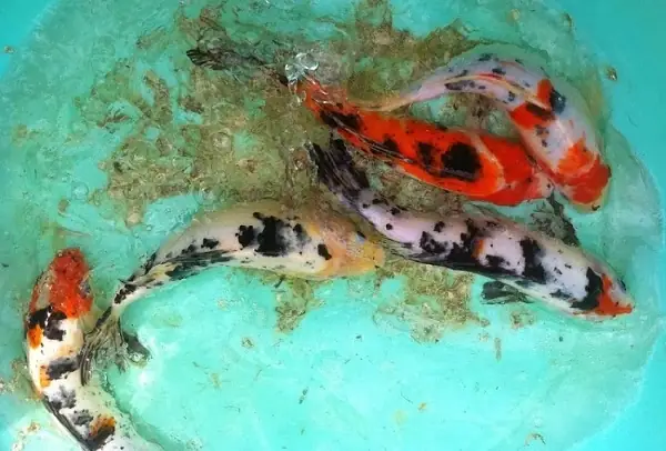 Cá Koi Sinh Sản Như Thế Nào Và Kỹ Thuật Nuôi Cá Koi Sinh Sản | Kanokoi