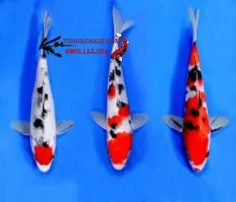 Cá Koi Size 30