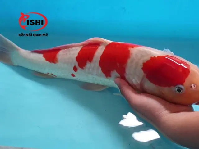 Dấu Hiệu Cá Koi Bị Sốc Nước