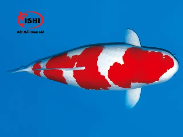 Các Loại Cá Koi Được Cung Cấp Tại Ishikoi Farm: