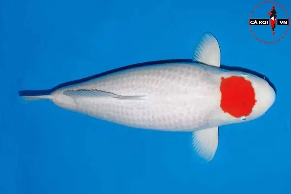 Những Lưu Ý Khi Chọn Mua Cá Koi Tancho Đẹp, Chất Lượng Những Lưu Ý Khi Chọn Mua Cá Koi Tancho Đẹp, Chất Lượng