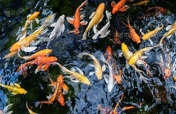 Làm Thế Nào Để Biết Hồ Cá Koi Thiếu Oxy Làm Thế Nào Để Biết Hồ Cá Koi Thiếu Oxy