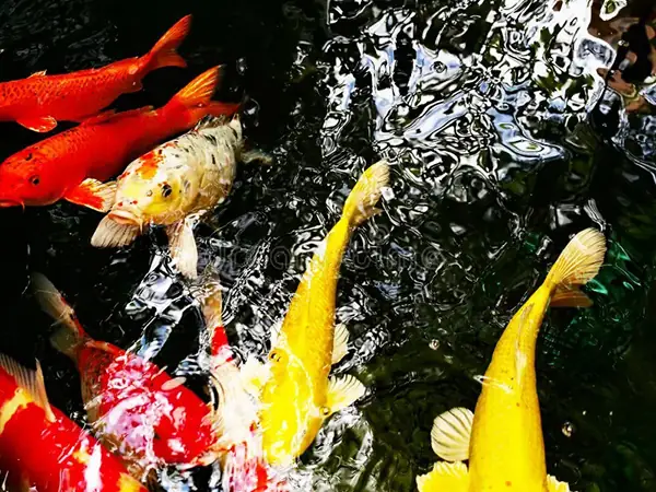 Nguyên Nhân Khiến Hồ Cá Koi Bị Thiếu Oxy Nguyên Nhân Khiến Hồ Cá Koi Bị Thiếu Oxy